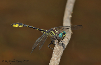 Hylogomphus geminatus, male